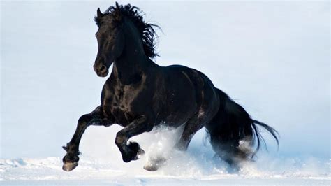 Black Horse Running In Snow (#1893848) - HD Wallpaper & Backgrounds ...