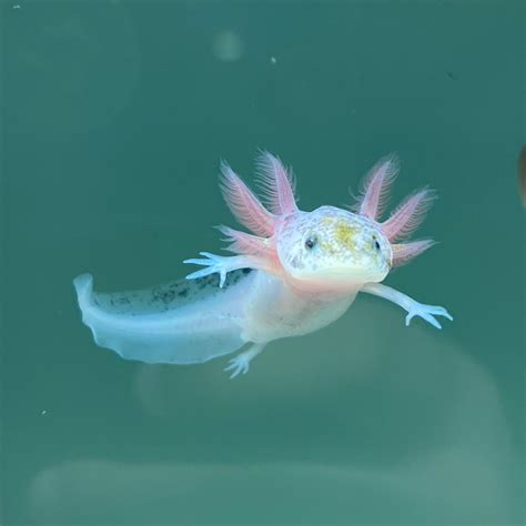 Dirty Leucistic Axolotl | Axolotls For Sale | Axolotl Planet