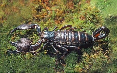 Emperor Scorpion - Stock Image - C003/9753 - Science Photo Library