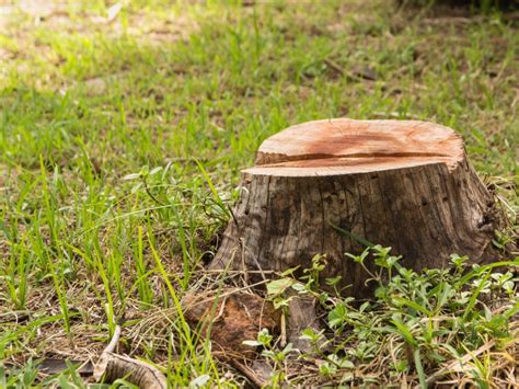 Tree Stump Removal Instructions: How To Remove A Tree Stump