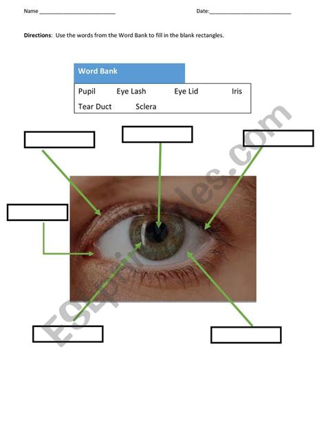 Parts Of The Eye Worksheet Answers - Photos Cantik