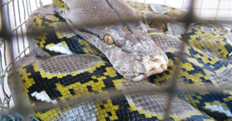 Python Reticulatus photo - RWS Photo Blog - Splendour pictures of Borneo