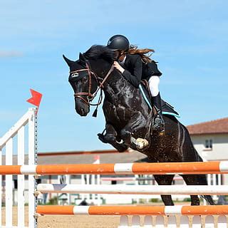 Black Horse Jumping High