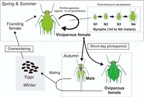 Aphids Life Cycle