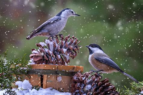 Bird Buddies Photograph by Peg Runyan - Fine Art America