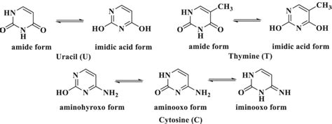 Predominant tautomer forms of uracil (U), thymine (T) and cytosine (C) | Download Scientific Diagram