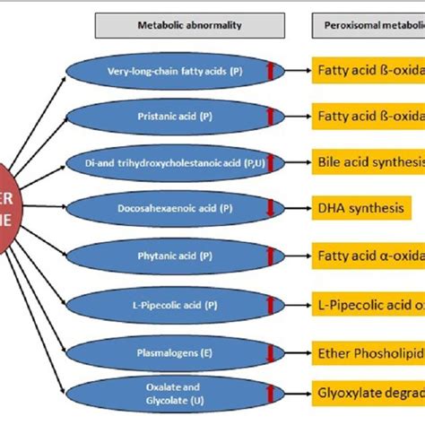 The list of peroxisomal disorders as identified up to now with ...