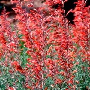 Agastache Seeds - Giant Hyssops - Perennial Flower Seeds