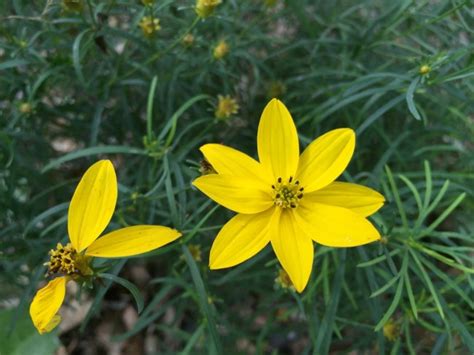 Threadleaf Coreopsis 'Zagreb' Seeds (Certified Organic) | Garden Hoard ...