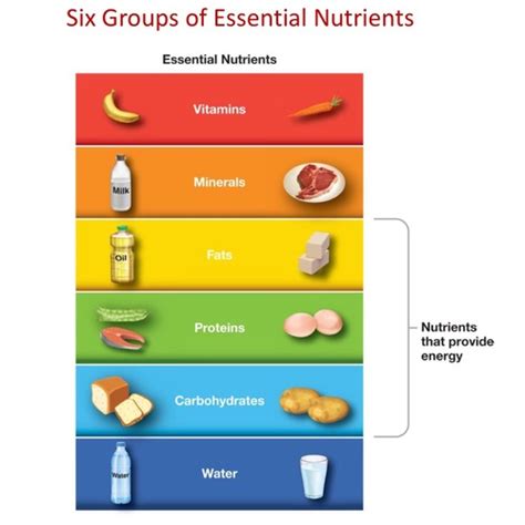 Kirby Essential Nutrients 2021 Flashcards | Quizlet