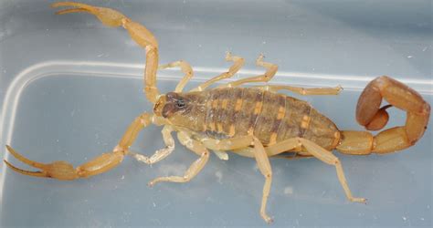 Striped bark scorpion - Wikipedia