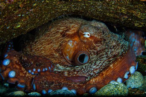 1,000+ Octopus Camouflage Stock Photos, Pictures & Royalty-Free Images ...