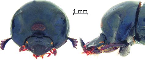 Frontal (left) and lateral (right) views of the pronotum of O.... | Download Scientific Diagram