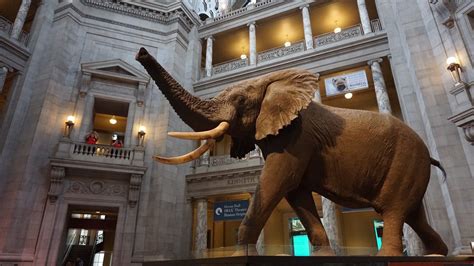 The Best Things to See & Do at The Smithsonian Natural History Museum ...