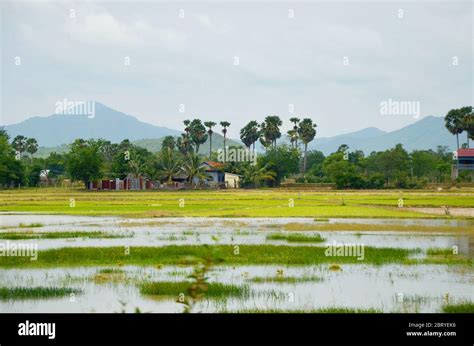 Scenic countryside with rice fields in Cambodia Stock Photo - Alamy