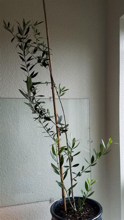 Pruning an olive tree : r/gardening