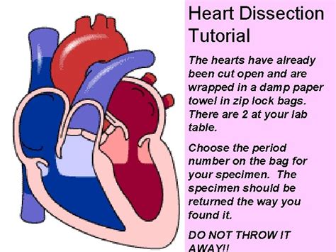 Heart Dissection Tutorial The hearts have already been