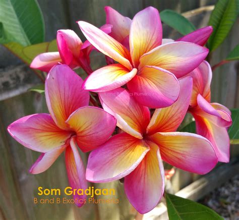 SOM GRADJAAN PLUMERIA RUBRA SEEDS - 5 SEEDS