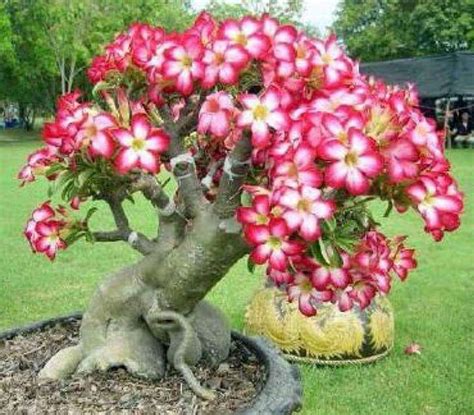 Perbedaan Klasifikasi Bonsai Adenium dengan Bonsai Kamboja