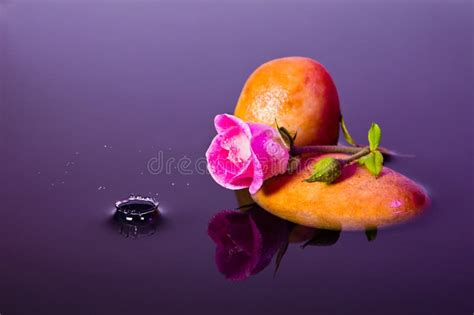 Pink Rose - Water Splash-04852 Royalty Free Stock Photo - Image: 22813915