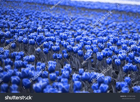 Blue Tulips: Over 213,786 Royalty-Free Licensable Stock Photos | Shutterstock