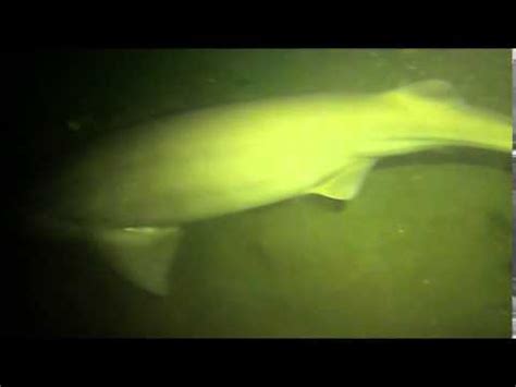6 gill shark - YouTube