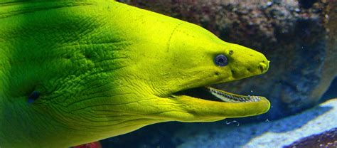 The Dangerous Moray Eel | Critter Science