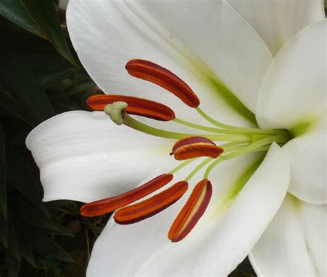 B&D Lilies Garden Blog: Help... Winter Lily Pollen Stains!