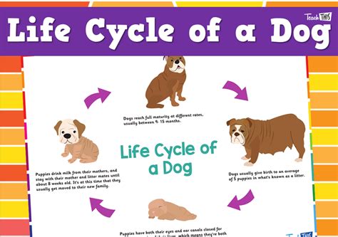 Life Cycle of a Dog :: Teacher Resources and Classroom Games :: Teach This