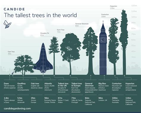 The Tallest Trees in the World [Infographic]