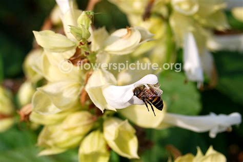 Salvia splendens varieties