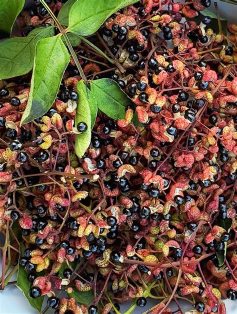 Prickly Ash and Spicebush: Native Shrubs for your Spice Collection ...