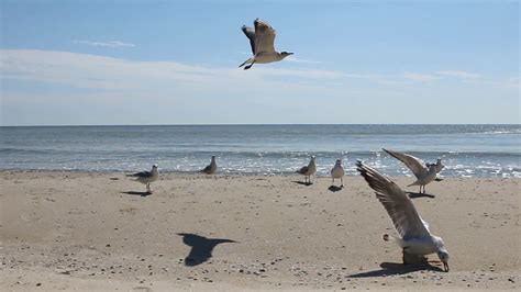 Free photo: Seagulls flying over the beach at sunset - Sea, Sand, Seagulls - Free Download - Jooinn