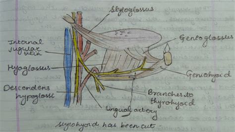 Medicowesome: Extrinsic muscles of the tongue