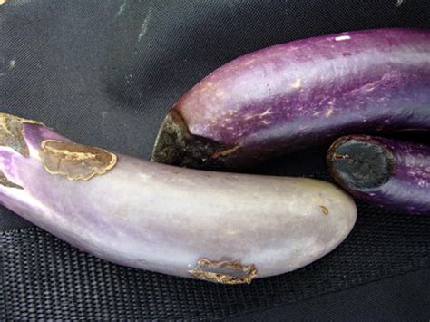 Crops > Vegetables > Eggplant > ?Blossom end rot, Pohnpei, FSM - PestNet