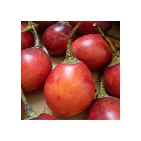 Tamarillo Seeds (20 seeds) (Cyphomandra betacea, Solanum betaceum) (SOLANACEAE) - Plant World Seeds