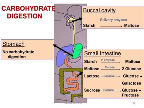 Digestion and absorption