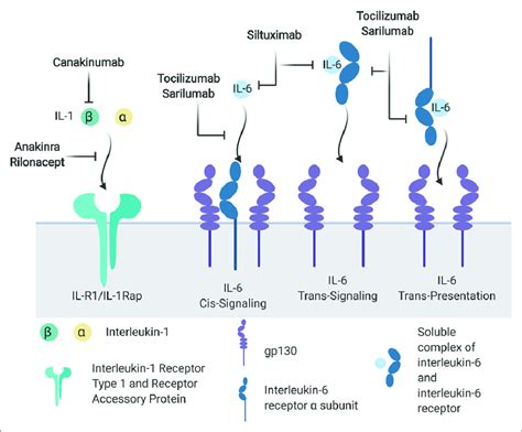 Pharmacologic interleukin (IL)-1 and IL-6 inhibitors. IL-1β and IL-1α... | Download Scientific ...