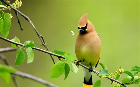 Free Image Bank: Pajarillos de colores en el paraíso (Aves Bonitas)