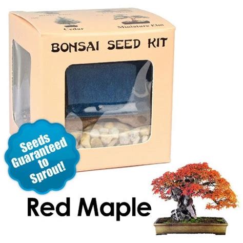 Red Maple Bonsai Seed Kit | Eve's Garden Gifts