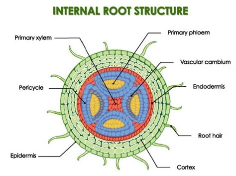 Anatomy of the Root of both Dicot and Monocot Plants