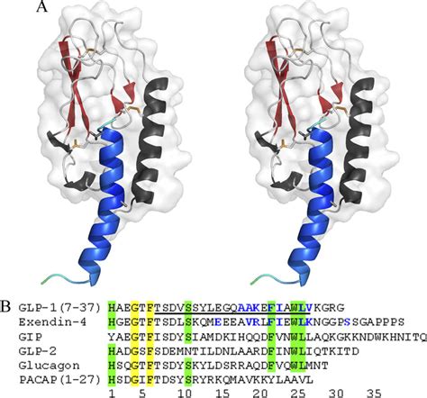 Structure of the GLP-1-bound ECD of the GLP-1R. A, stereoview of GLP-1 ...