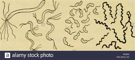 Spiral Bacteria