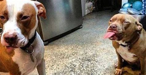 11 Times Pit Bulls Were Totally Scary, Awful And Mean | HuffPost