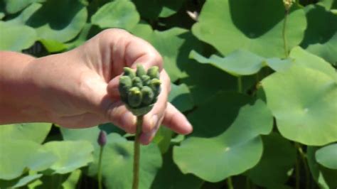 Laura Explains Seed Pods of Lotus Flowers - YouTube