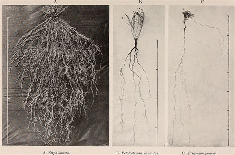 Patterns from the World Underneath: The Ecological Relations of… – SOCKS