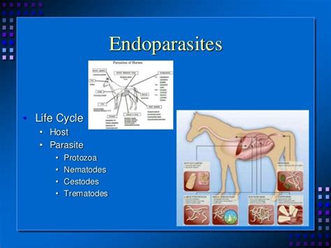 Endoparasites