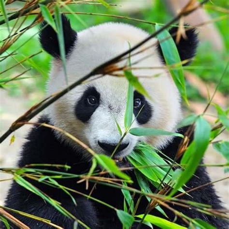 The Panda: Characteristics, Behavior and Habitat - My Animals