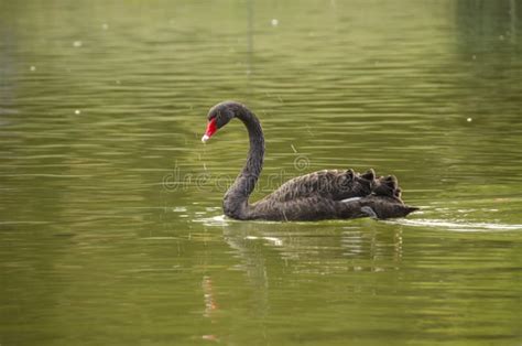 Black swan in lake stock photo. Image of beautiful, wild - 143706012