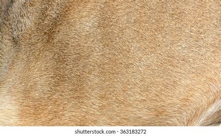 23,507 Lion Skin Images, Stock Photos, and Vectors | Shutterstock